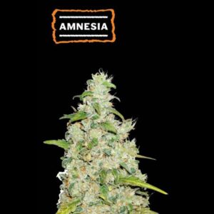 Amnesia Autoflower