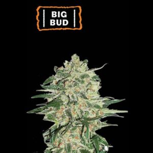 Big Bud