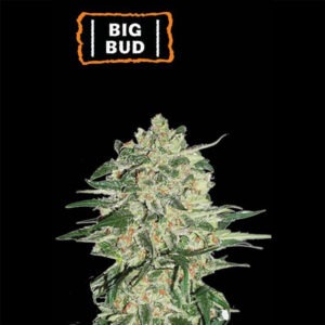 Big Bud Autoflower