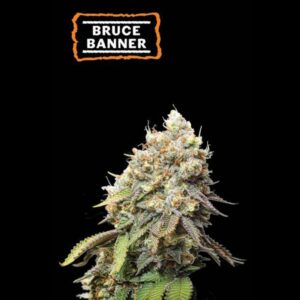 Bruce Banner