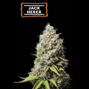 Jack Herer