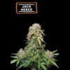 Jack Herer Autoflower