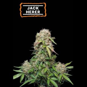 Jack Herer Autoflower