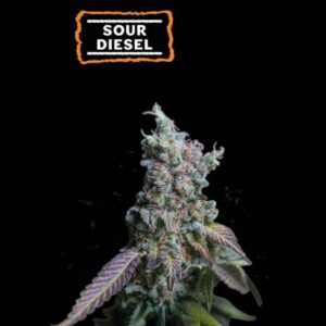 Sour Diesel Autoflower