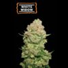 White Widow