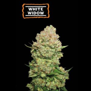 White Widow