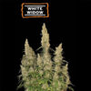 White Widow Autoflower